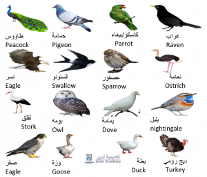 Birds in Gulf Arabic Qatari Arabic Vocabulary Amin Academy أكاديمية أمين