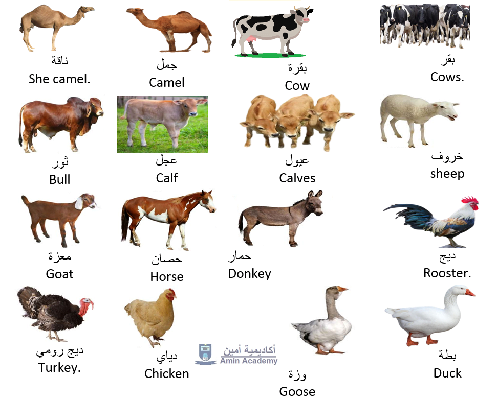 animals-in-gulf-arabic-gulf-arabic-amin-academy