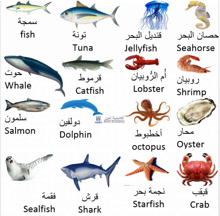 Types of Fish and Sea Animals in Gulf Arabic Qatari Arabic Vocabulary ...