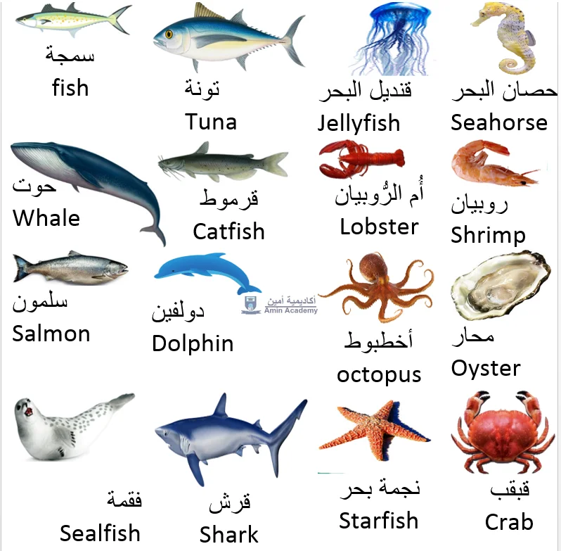 Types of Fish and Sea Animals in Gulf Arabic Qatari Arabic