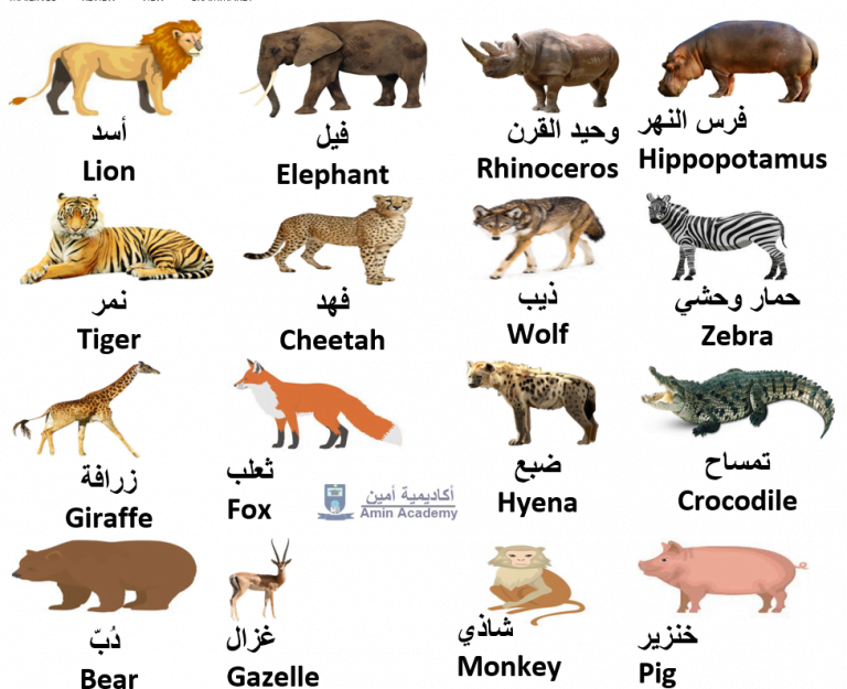 Wild Animals In Arabic 768x625 